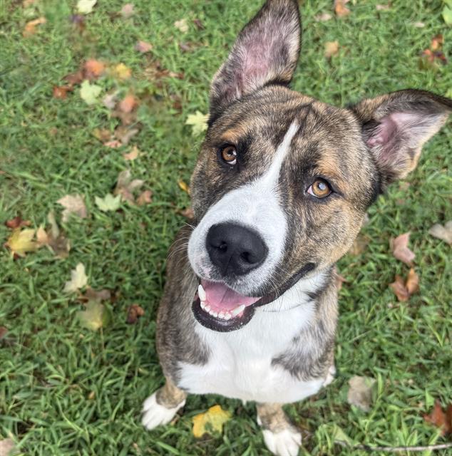 Shelter Stray Male Dog last seen CHARLOTTE, 8315 Byrum Dr, Charlotte, NC 28217, USA