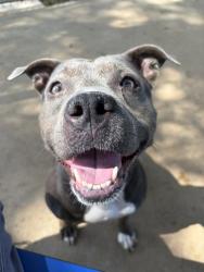 Shelter Stray Female Dog last seen CHARLOTTE, 8315 Byrum Dr, Charlotte, NC 28217, USA