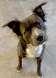 Shelter Stray Female Dog last seen CHARLOTTE, 8315 Byrum Dr, Charlotte, NC 28217, USA