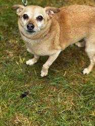 Lost Male Dog last seen 16th ave northwest marysville Washington 98271, Marysville, WA 98271