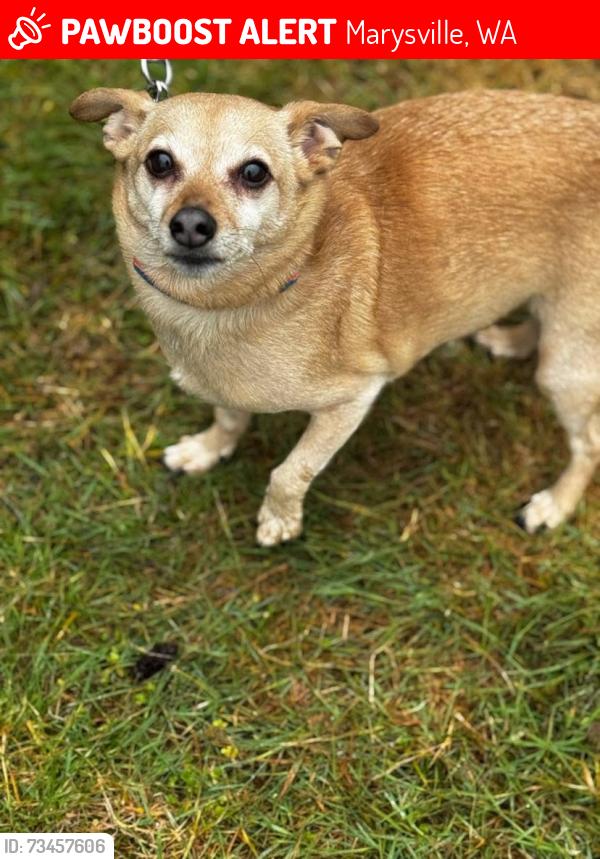 Lost Male Dog last seen 16th ave northwest marysville Washington 98271, Marysville, WA 98271