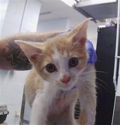 Shelter Stray Male Cat last seen CHARLOTTE, 8315 Byrum Dr, Charlotte, NC 28217, USA