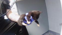 Shelter Stray Male Cat last seen CHARLOTTE, 8315 Byrum Dr, Charlotte, NC 28217, USA