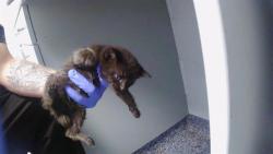 Shelter Stray Male Cat last seen CHARLOTTE, 8315 Byrum Dr, Charlotte, NC 28217, USA