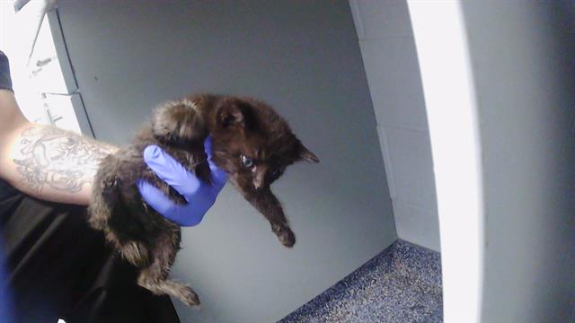Shelter Stray Male Cat last seen CHARLOTTE, 8315 Byrum Dr, Charlotte, NC 28217, USA