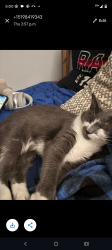 Found/Stray Male Cat last seen Water St., Galt cambridge, Cambridge, ON 
