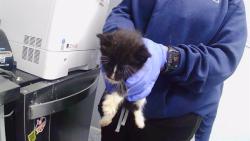 Shelter Stray Male Cat last seen CHARLOTTE, 8315 Byrum Dr, Charlotte, NC 28217, USA