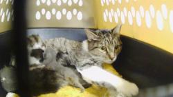 Shelter Stray Female Cat last seen CHARLOTTE, 8315 Byrum Dr, Charlotte, NC 28217, USA
