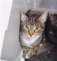 Shelter Stray Male Cat last seen CHARLOTTE, 8315 Byrum Dr, Charlotte, NC 28217, USA