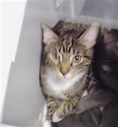 Shelter Stray Male Cat last seen CHARLOTTE, 8315 Byrum Dr, Charlotte, NC 28217, USA