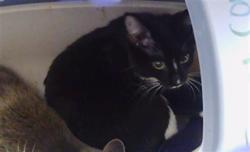 Shelter Stray Male Cat last seen CHARLOTTE, 8315 Byrum Dr, Charlotte, NC 28217, USA