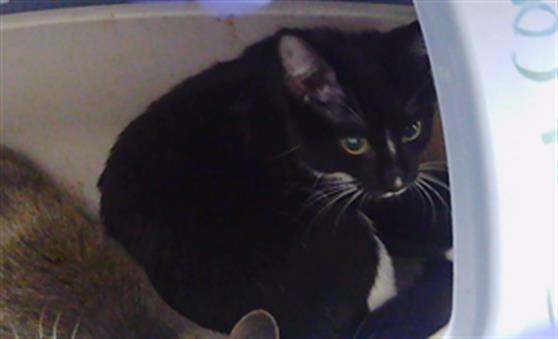 Shelter Stray Male Cat last seen CHARLOTTE, 8315 Byrum Dr, Charlotte, NC 28217, USA