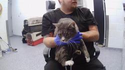 Shelter Stray Male Cat last seen CHARLOTTE, 8315 Byrum Dr, Charlotte, NC 28217, USA