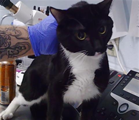 Shelter Stray Male Cat last seen CHARLOTTE, 8315 Byrum Dr, Charlotte, NC 28217, USA