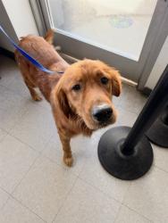 Shelter Stray Male Dog last seen ELMO HWY, WASCO CA 93280, 3951 Fruitvale Ave, Bakersfield, CA 93308, USA