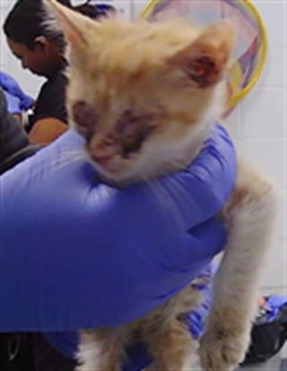 Shelter Stray Male Cat last seen CHARLOTTE, 8315 Byrum Dr, Charlotte, NC 28217, USA