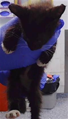 Shelter Stray Female Cat last seen CHARLOTTE, 8315 Byrum Dr, Charlotte, NC 28217, USA