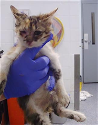 Shelter Stray Female Cat last seen CHARLOTTE, 8315 Byrum Dr, Charlotte, NC 28217, USA