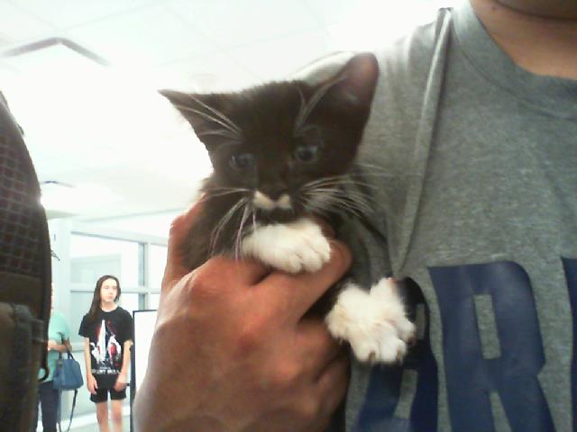 Shelter Stray Male Cat last seen CHARLOTTE, 8315 Byrum Dr, Charlotte, NC 28217, USA