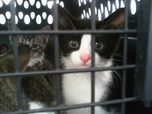 Shelter Stray Male Cat last seen CHARLOTTE, 8315 Byrum Dr, Charlotte, NC 28217, USA