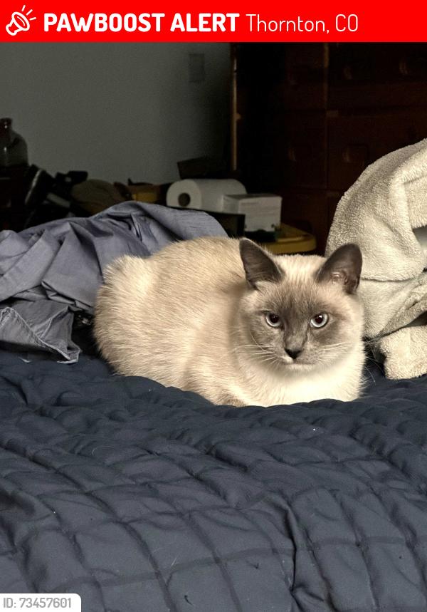 Lost Male Cat last seen Thornton Parkway and Gale Boulevard, Thornton, CO 80260