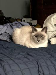 Lost Male Cat last seen Thornton Parkway and Gale Boulevard, Thornton, CO 80260