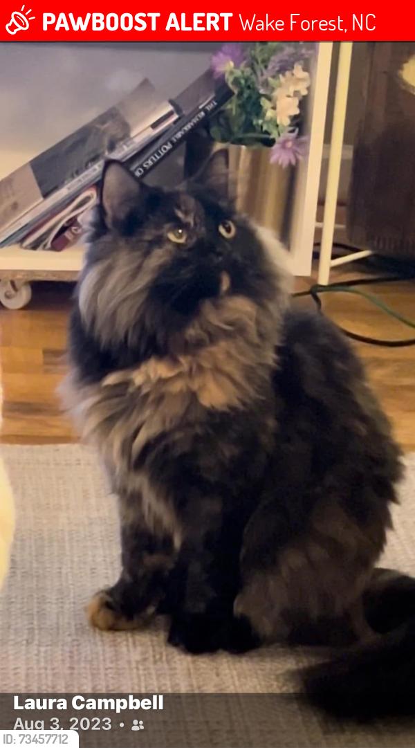 Lost Female Cat last seen Heritage Lake rd, Wake Forest, NC 27587