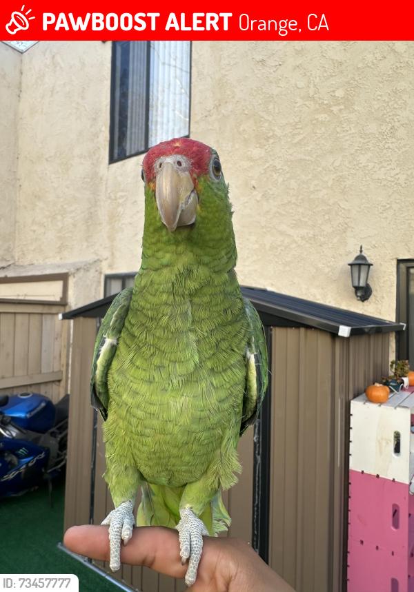 Lost Unknown Bird last seen Near N Bourbon St, apmts, Orange, CA 92865