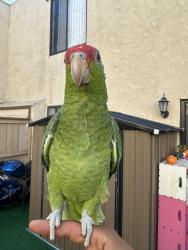 Lost Unknown Bird last seen Near N Bourbon St, apmts, Orange, CA 92865