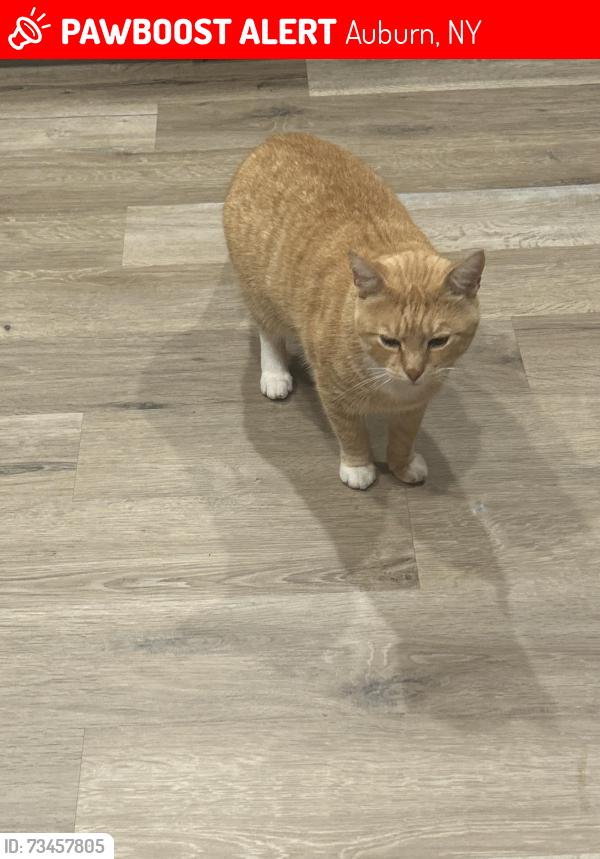 Lost Male Cat last seen Perry st, Auburn, NY 13021