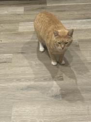 Lost Male Cat last seen Perry st, Auburn, NY 13021