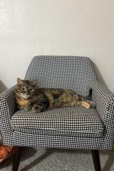 Lost Female Cat last seen Marconi Ave near Building Blocks Behavior Consultants, Sacramento County, CA 95821