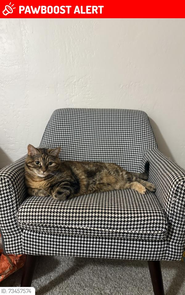 Lost Female Cat last seen Marconi Ave near Building Blocks Behavior Consultants, Sacramento County, CA 95821