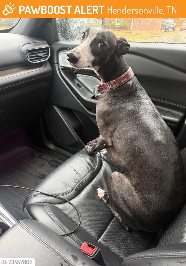 Found/Stray Male Dog last seen Walton Ferry Rd/ Gates, Hendersonville, TN 37075