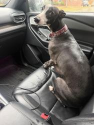 Found/Stray Male Dog last seen Walton Ferry Rd/ Gates, Hendersonville, TN 37075