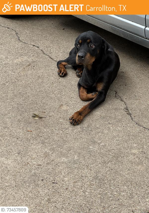 Found/Stray Unknown Dog last seen Carriage Lane/Spring Run, Carrollton, TX 75006