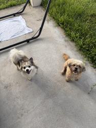 Reunited Unknown Dog last seen Golden Crest Dr, Iowa Colony, TX 77583