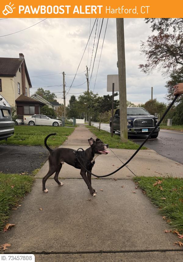 Found/Stray Male Dog last seen Hubbard and Cromwell, Hartford, CT 06114