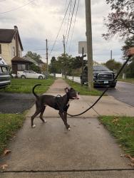 Found/Stray Male Dog last seen Hubbard and Cromwell, Hartford, CT 06114