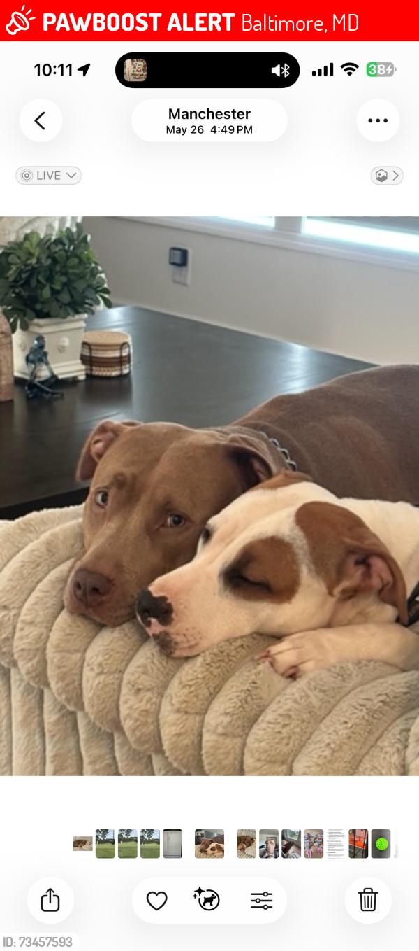 Lost Female Dog last seen Every st, Baltimore, MD 21201