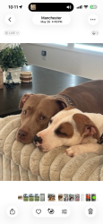 Lost Female Dog last seen Every st, Baltimore, MD 21201