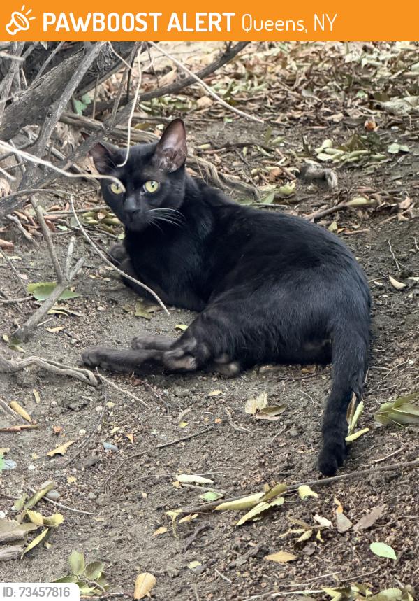 Found/Stray Unknown Cat last seen 30th Rd and 46th Street, right next to the track at Astoria Heights Playground., Queens, NY 11102