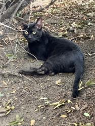 Found/Stray Unknown Cat last seen 30th Rd and 46th Street, right next to the track at Astoria Heights Playground., Queens, NY 11102