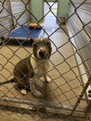 Shelter Stray Female Dog last seen Cheyanne trail, City of Alvarado, TX, 602 S Pkwy Dr, Alvarado, TX 76009, USA