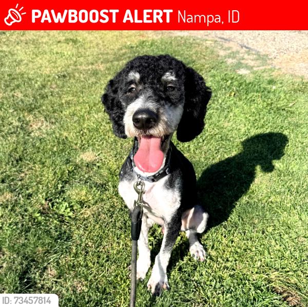 Lost Male Dog last seen Lyons park Nampa Idaho, Nampa, ID 83651