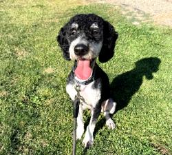 Lost Male Dog last seen Lyons park Nampa Idaho, Nampa, ID 83651