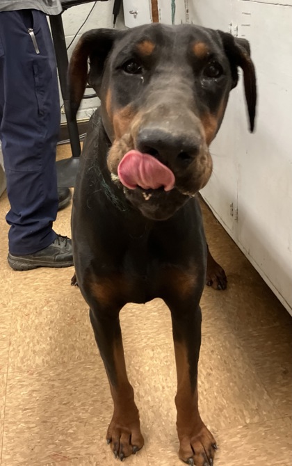 Shelter Stray Female Dog last seen city of madera with ACO, City of Madera, CA, 205 Tozer St, Madera, CA 93638, USA