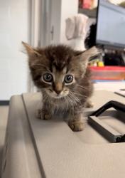 Shelter Stray Female Cat last seen Near wallace st, Dover,, 1639 Old Airport Rd, New Bern, NC 28562, USA