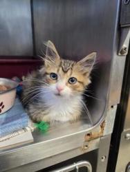 Shelter Stray Female Cat last seen food lion james city, New Bern, NC, 1639 Old Airport Rd, New Bern, NC 28562, USA