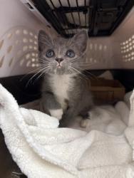 Shelter Stray Female Cat last seen Near NW 70th St, 64151, 64101, MO, 7077 Elmwood Ave, Kansas City, MO 64132, USA